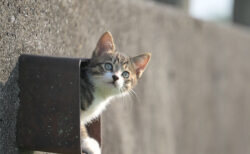小さなトンネルから子猫がひょっこり顔を出す！週末猫フォトグラファーが見つけた秘密の隠れ家とは？
