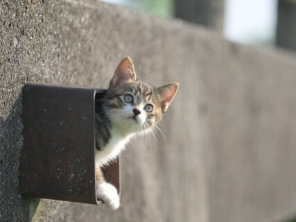 小さなトンネルから子猫がひょっこり顔を出す！週末猫フォトグラファーが見つけた秘密の隠れ家とは？