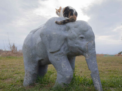 地域猫のお気に入りスポットは…なんと象さんの上だった！ネコ写真家が河川敷で見つけた仲良し風景