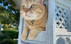 まるでニャルソックをする猫神様みたい？石灯籠の中から遠くを見つめる猫ちゃんの姿が神々しい