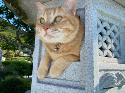 まるでニャルソックをする猫神様みたい？石灯籠の中から遠くを見つめる猫ちゃんの姿が神々しい