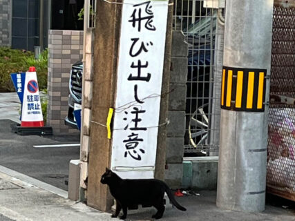 説得力がありすぎる！「猫飛び出し注意」の看板前で、道路を渡ろうとする黒猫の姿が目撃されてしまう