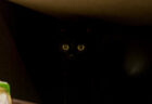 引き出しの奥に入るのが好きな黒猫ちゃん、ブラックホールのような暗闇と同化して目だけが浮かび上がる
