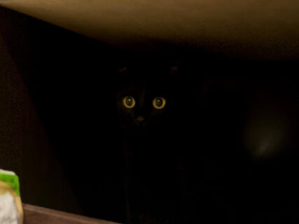 引き出しの奥に入るのが好きな黒猫ちゃん、ブラックホールのような暗闇と同化して目だけが浮かび上がる