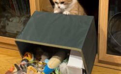 「やっちまったなぁ」玩具箱を思い切りぶちまけた猫ちゃん、大胆な犯行の裏に隠されたカワイイ動機とは？