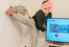 「情報量の多い画像」ここに極まれり！テレビを直しながら猫を誘導する夫の姿に、13万いいねの大反響