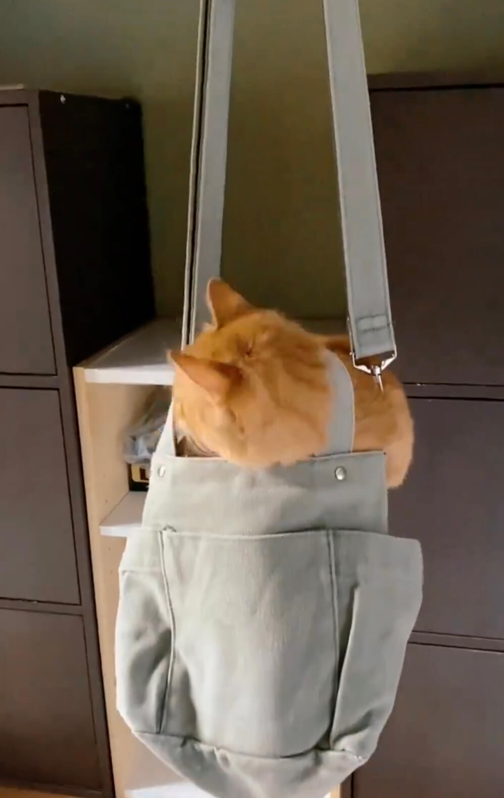 猫の頭がバッグの取っ手に入ってしまうので要注意