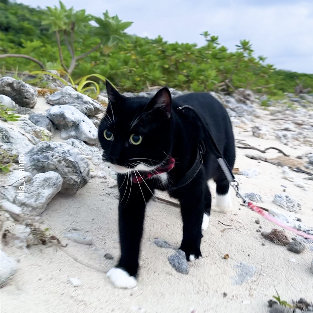 石垣島のビーチを散歩する白黒猫のララちゃん