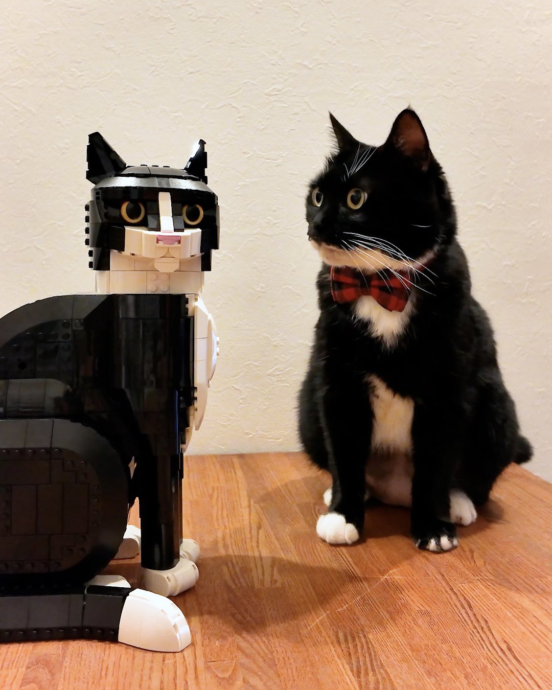 レゴブロックとそっくりな黒白猫のララちゃん