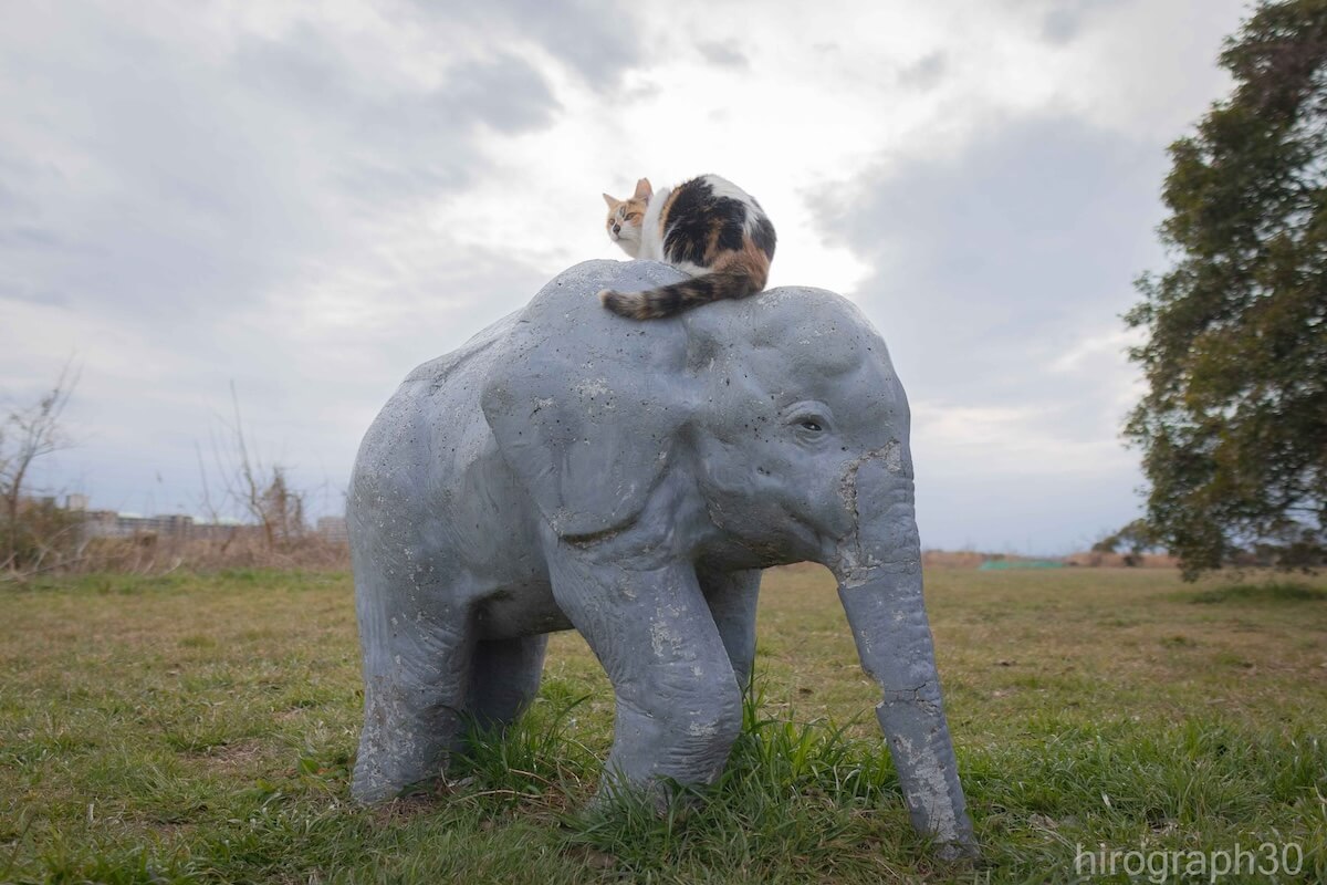 象のオブジェの上に乗る三毛猫