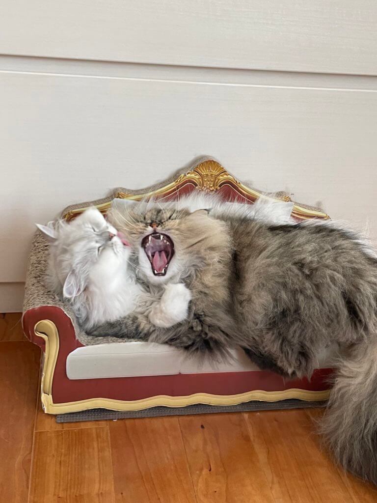 あくびで大きな口を開ける猫
