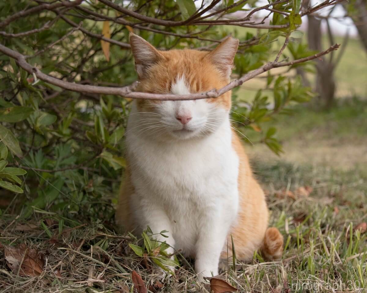 木の枝で目隠しをする猫ちゃん