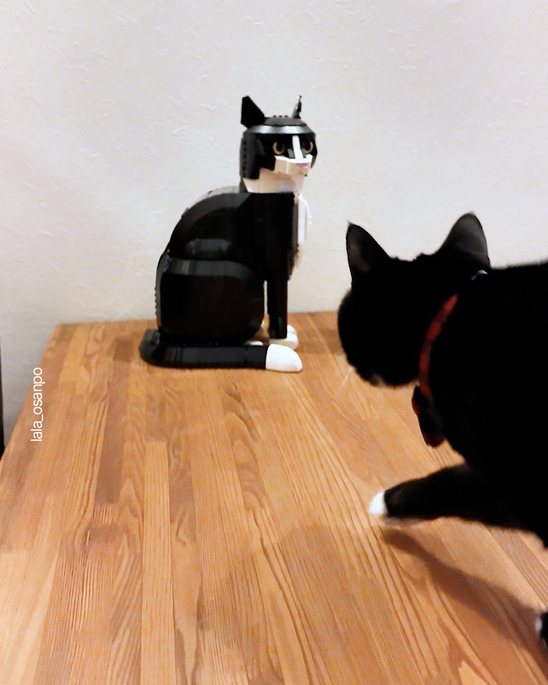レゴブロックの猫に恐る恐る近づく黒白猫