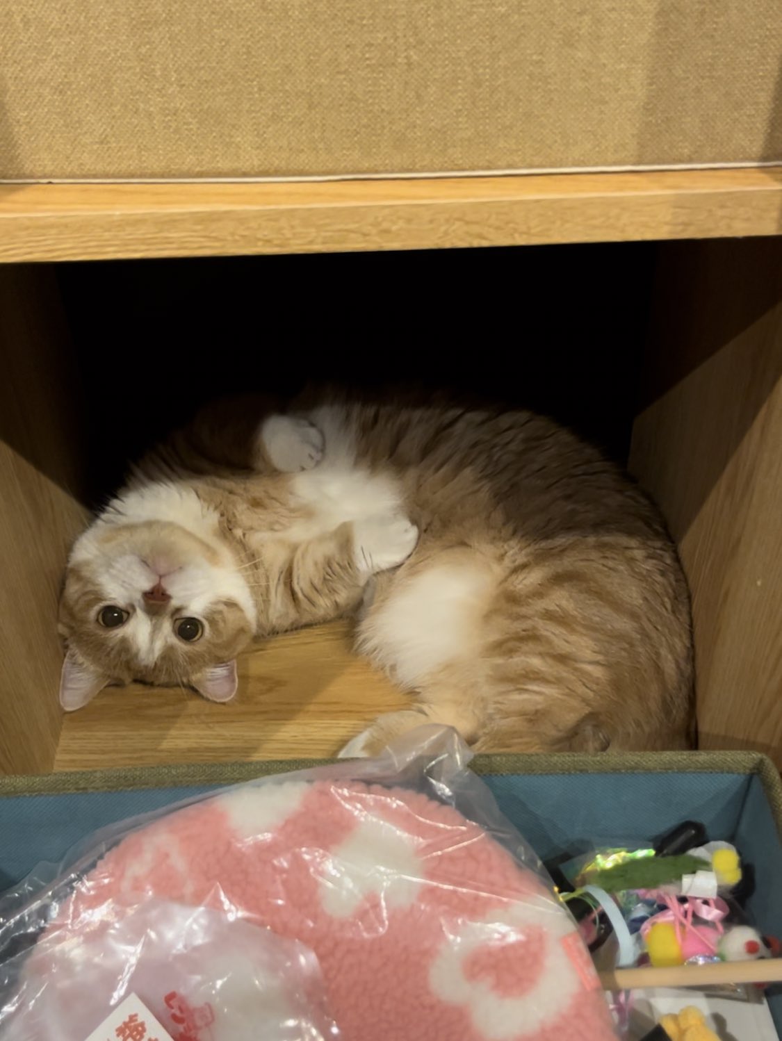 おもちゃ箱をぶちまけて満足した猫ちゃん