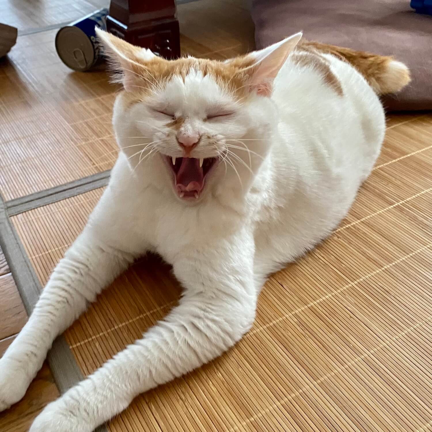 あくびをする茶白猫のつくねちゃん