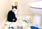 トイレットペーパーをズタズタに引き裂いた猫ちゃん、帰宅した飼い主さんに犯行現場を目撃されてしまう