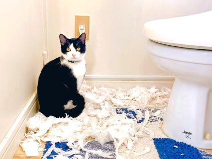 トイレットペーパーをズタズタに引き裂いた猫ちゃん、帰宅した飼い主さんに犯行現場を目撃されてしまう