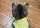 静かな怒りがジワジワと伝わってくる…すねて無視を決め込む猫ちゃんの後ろ姿に10万いいねの大反響