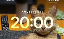 20:00の奇跡！猫の目がスマホの時刻にシンデレラフィット→あまりの偶然に8万いいねの大反響