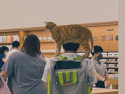 アップルストアの店内に猫がいた！肩に乗せた猫とショッピングを楽しむ驚きの光景に5万いいねの大反響