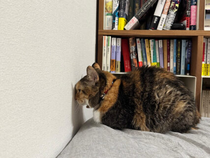 さすがに近すぎませんか？距離感0センチの猫ちゃん、壁に顔をくっつけたまま正視する姿に話題沸騰
