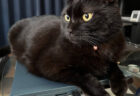 買ったばかりのノートパソコンを占拠する黒猫のナッツくん、飼い主さんが語る納得の理由とは？
