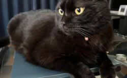 買ったばかりのノートパソコンを占拠する黒猫のナッツくん、飼い主さんが語る納得の理由とは？