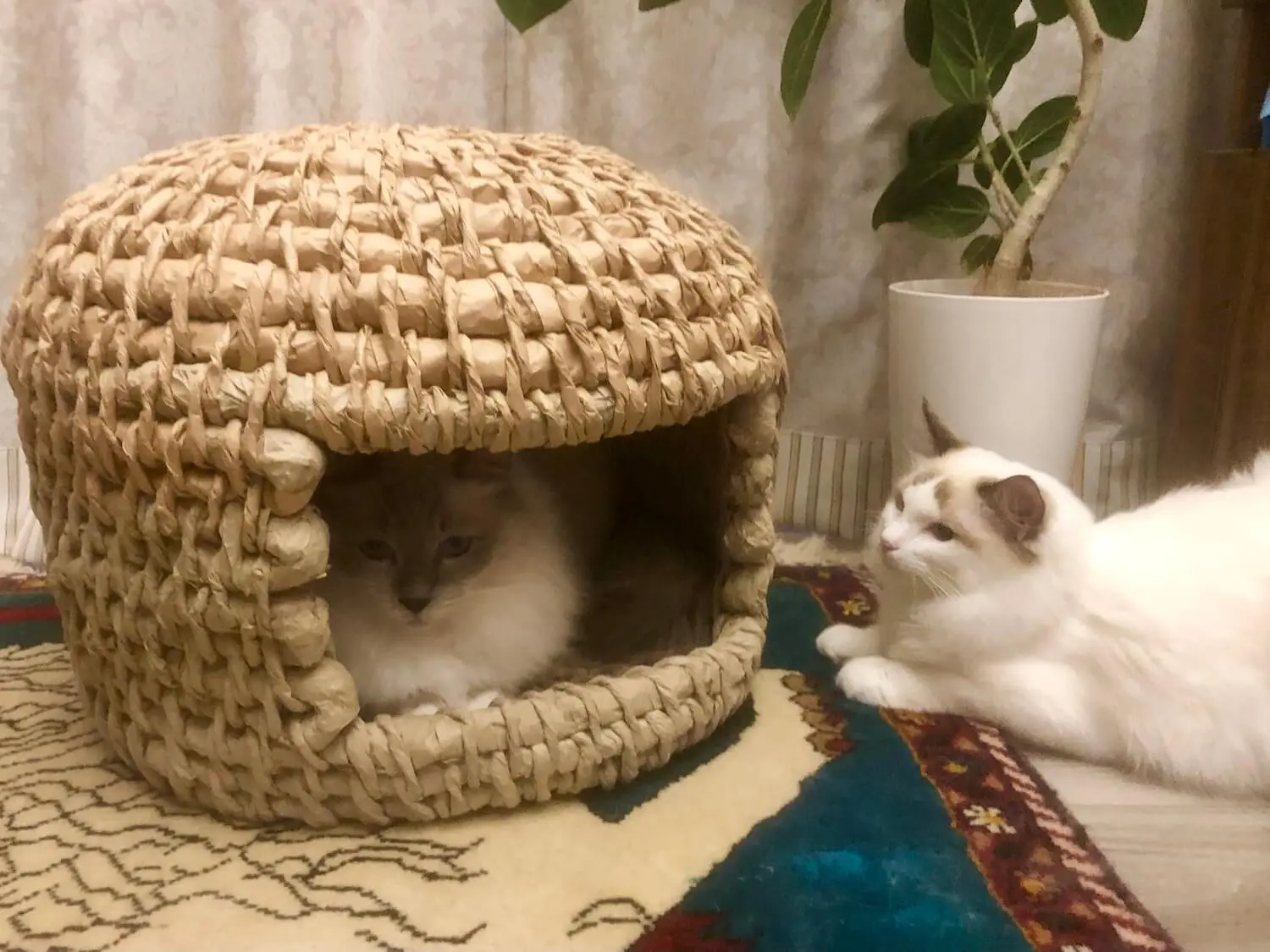 猫ちぐら　イタミ・よごれ・日焼けあり　送料込 Amazonの紙で作った猫ちぐらの完成度が高すぎィ！緩衝材を使った