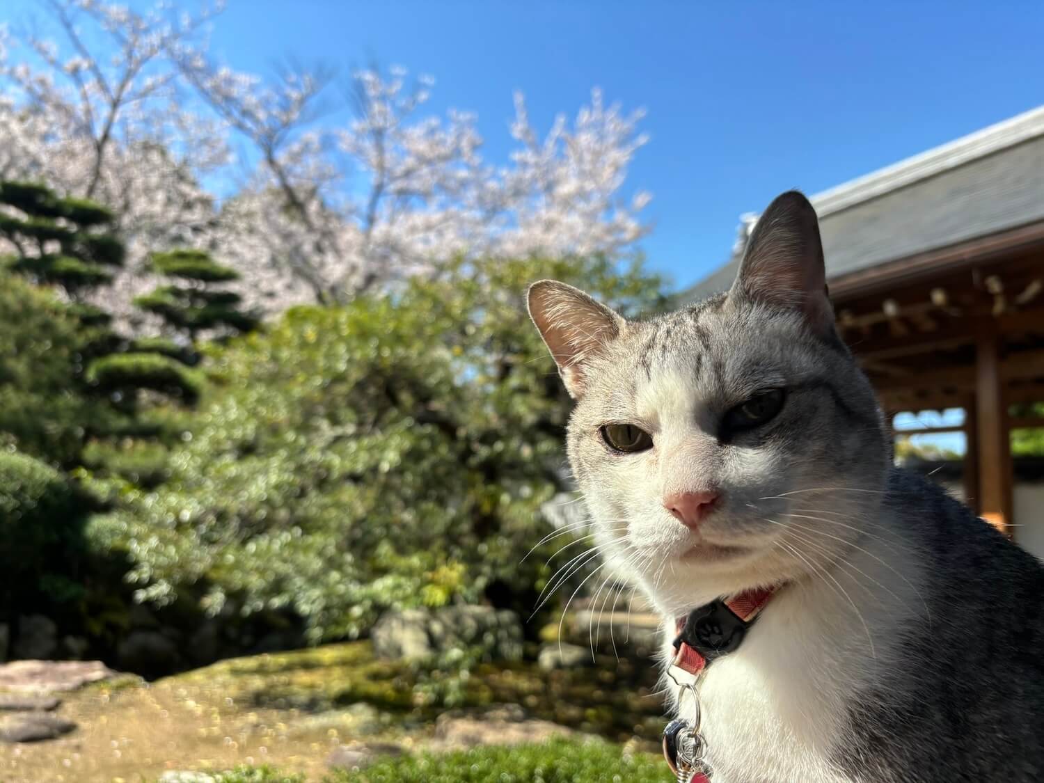 壽聖院で日向ぼっこをする看板猫の「彼岸」くん