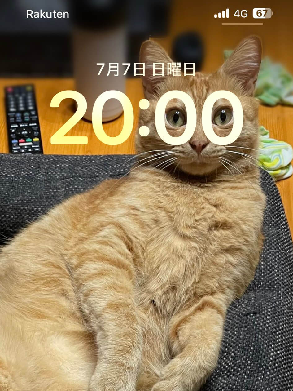 スマホ画面の時刻に目がシンデレラフィットする猫ちゃん