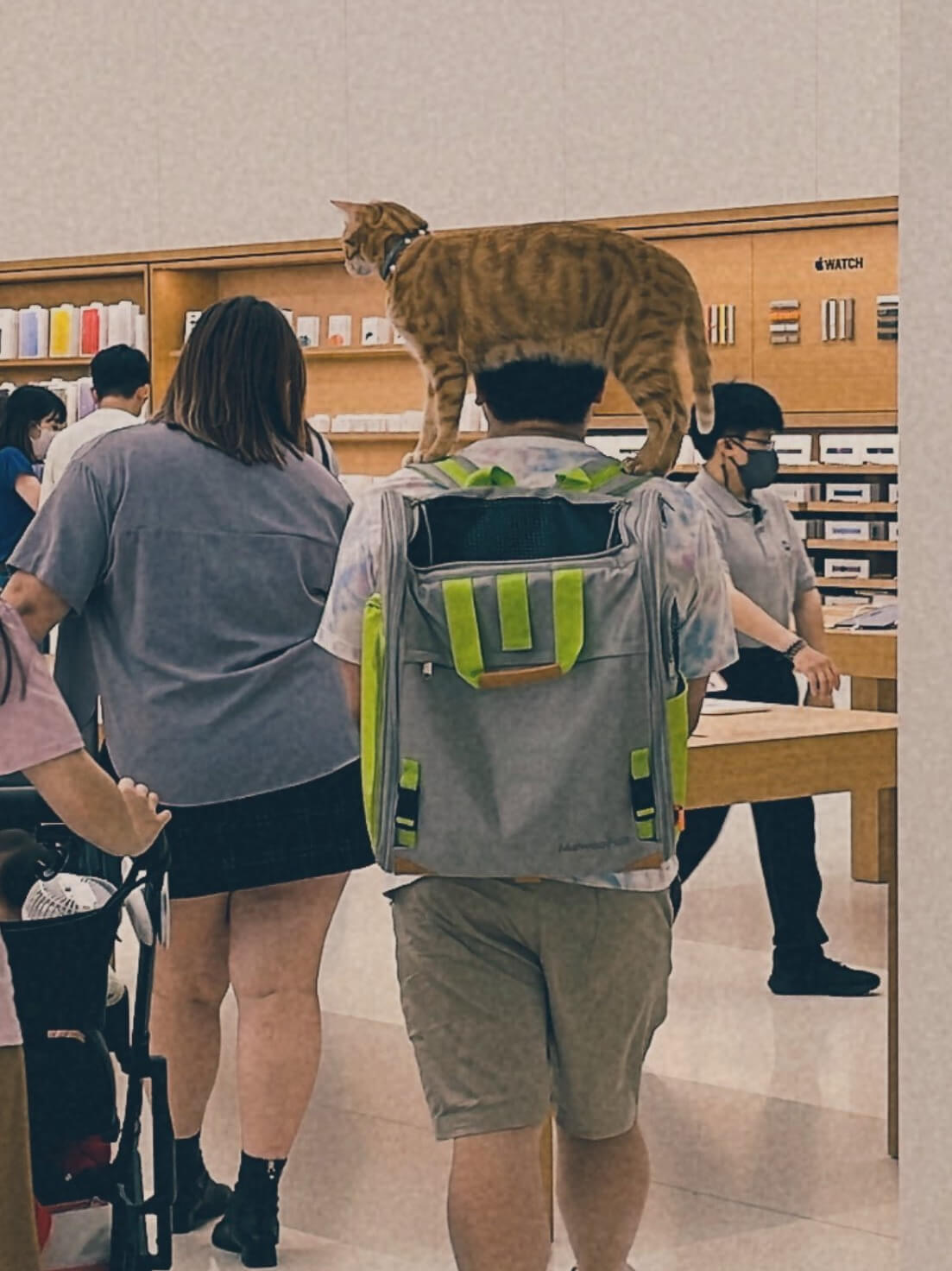 アップルストアの店内に現れた猫ちゃん