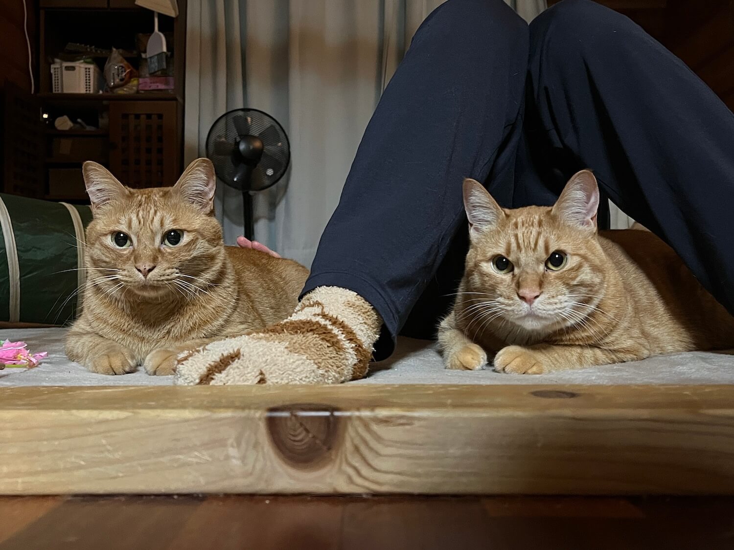 茶トラ猫の「まめ」と「ゆた」くん