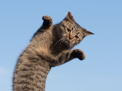 思いっきりジャンプしてる猫が悲しそうな顔をするのは何故なのか？猫写真家が語る意外な理由とは…