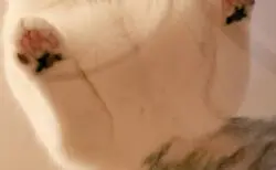 猫のお尻はダイレクトで床に触れているのか？気になって仕方ない飼い主さんがガラス越しに見た真実とは