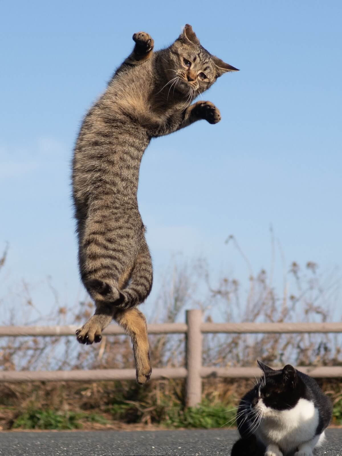 悲しそうな顔をしてジャンプする猫