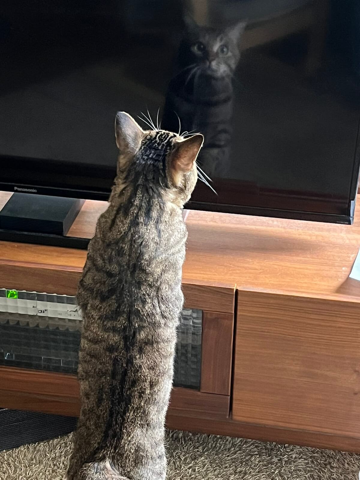 テレビ画面に反射した自分の姿を見て驚く猫ちゃん