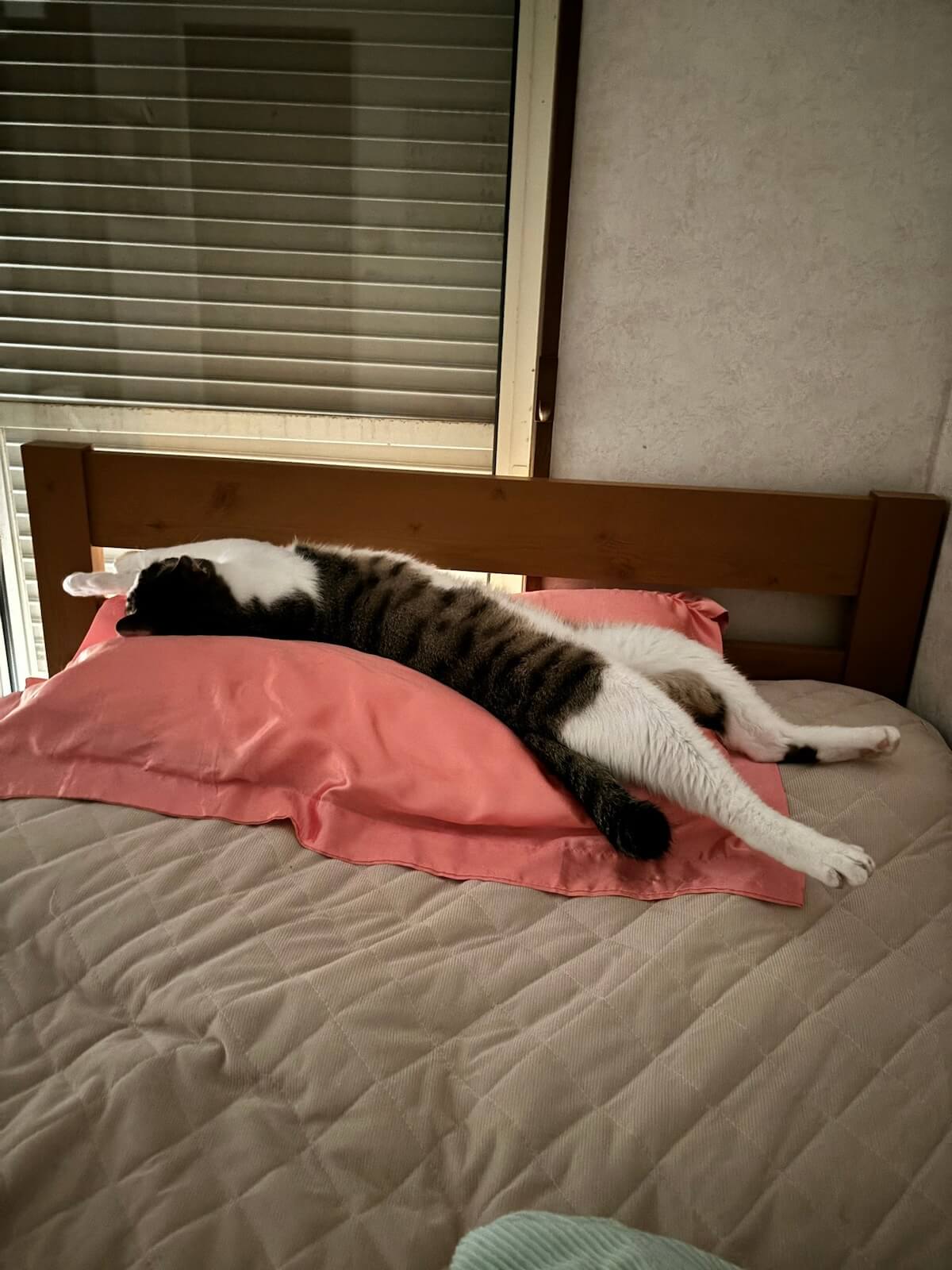 枕を占領して眠りこける猫ちゃん