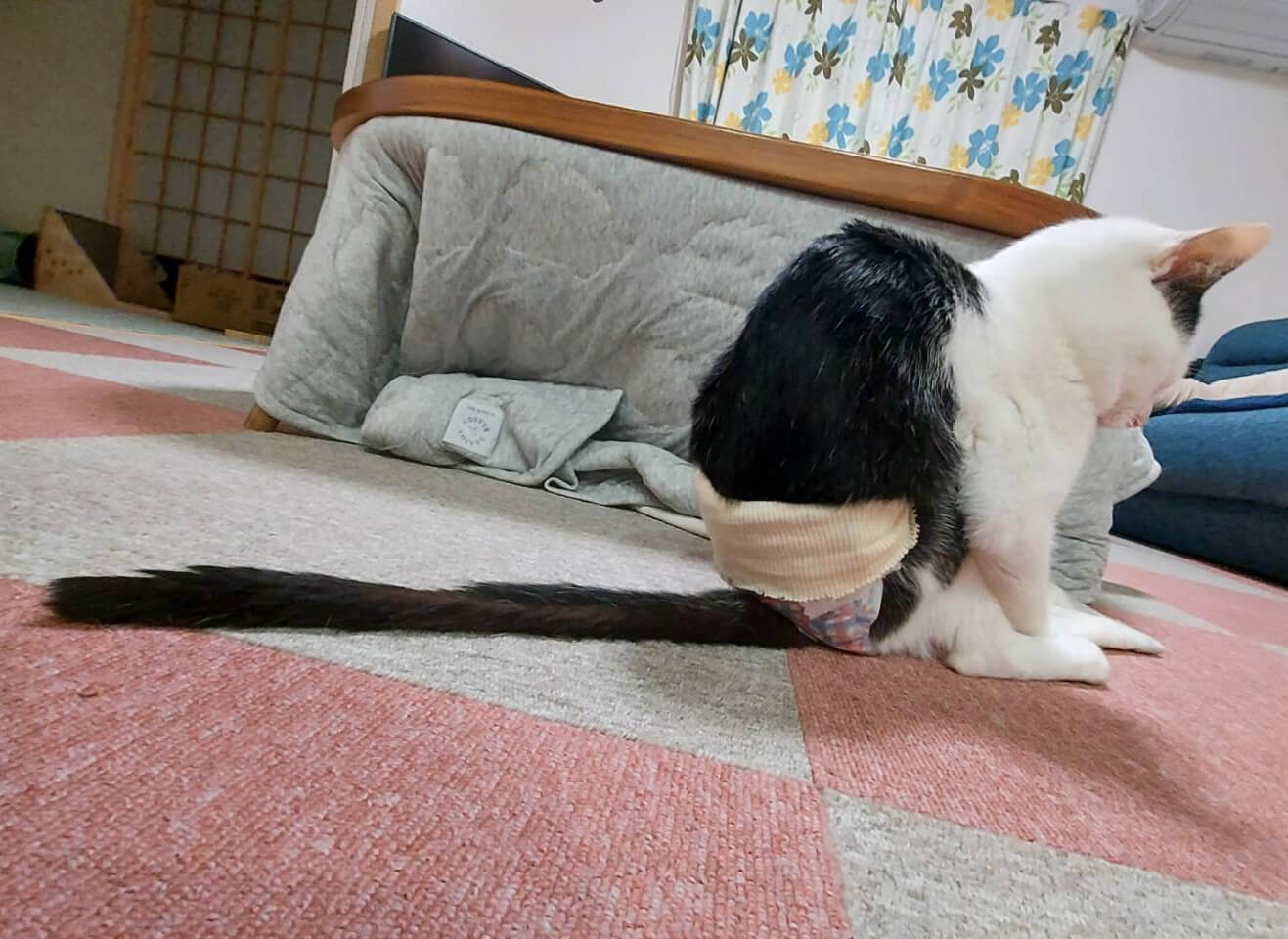 尻尾が細長い白黒猫のこもち君