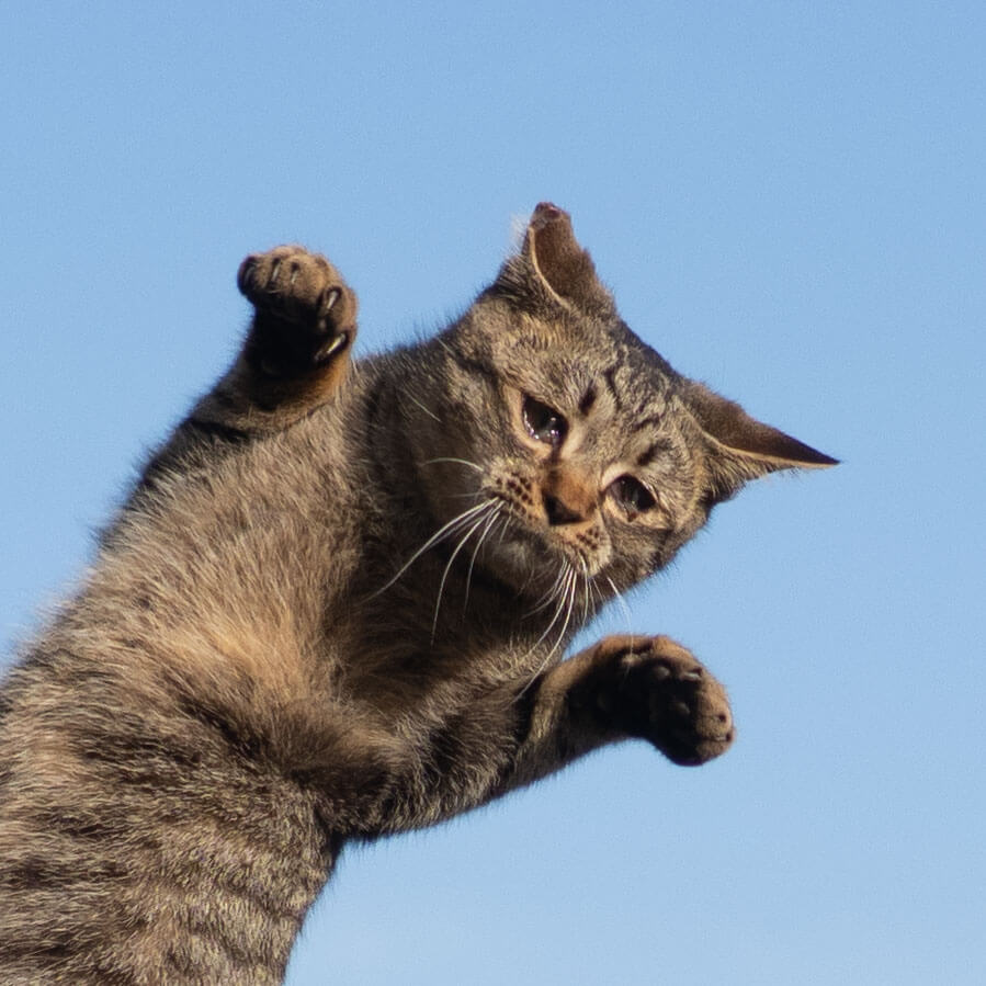 悲しそうな表情の猫