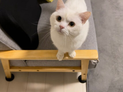 「ちょっとオナラしただけなのに…」昭和のヤンキーばりに睨みつける猫ちゃんの圧が凄すぎた