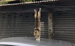 猫が車の屋根に着地する決定的瞬間をパシャリ！二度と撮れない奇跡の一枚に29万いいねの大反響