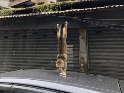 猫が車の屋根に着地する決定的瞬間をパシャリ！二度と撮れない奇跡の一枚に29万いいねの大反響