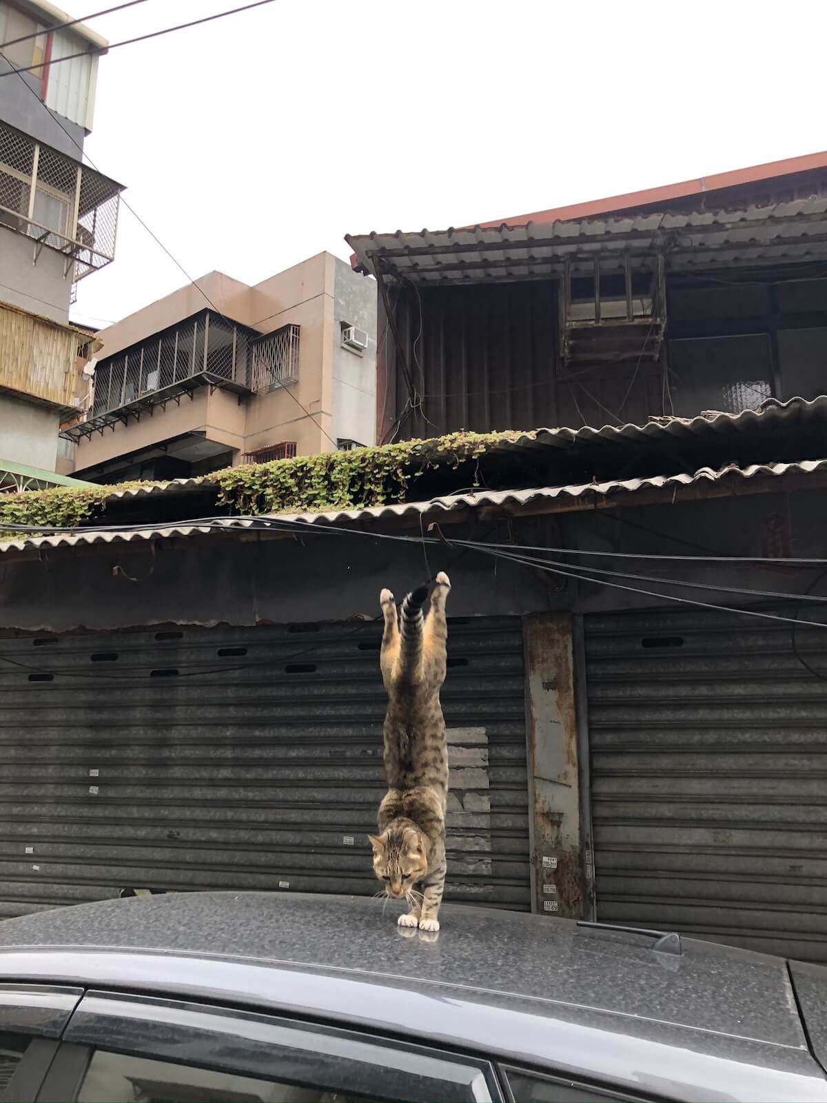 二度と撮れない猫が着地する瞬間を捉えた写真