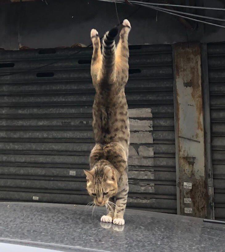 逆立ちしているようにも見える着地した瞬間の猫