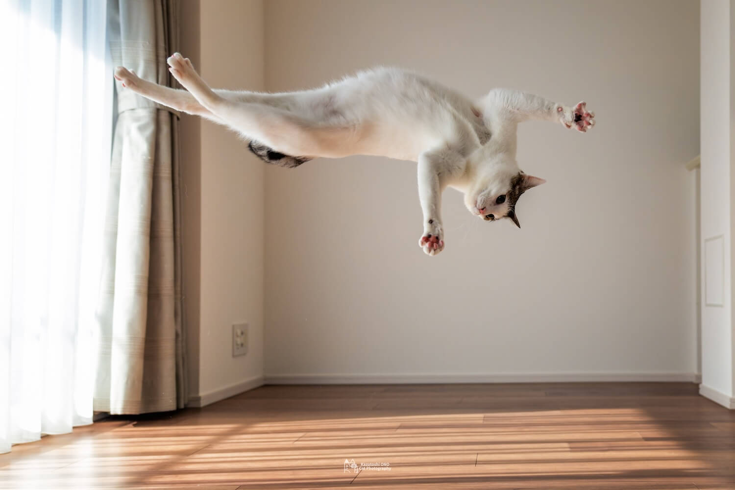 アクロバティックなポーズを披露する猫のジン君