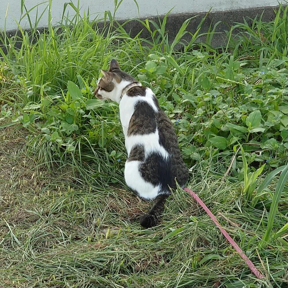 散歩が大好きなキジシロ猫ちゃん