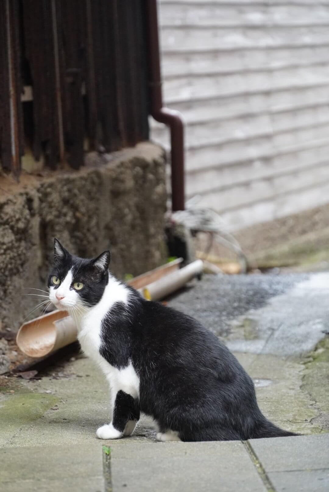 路地師さんが撮影した路地裏の猫ちゃん