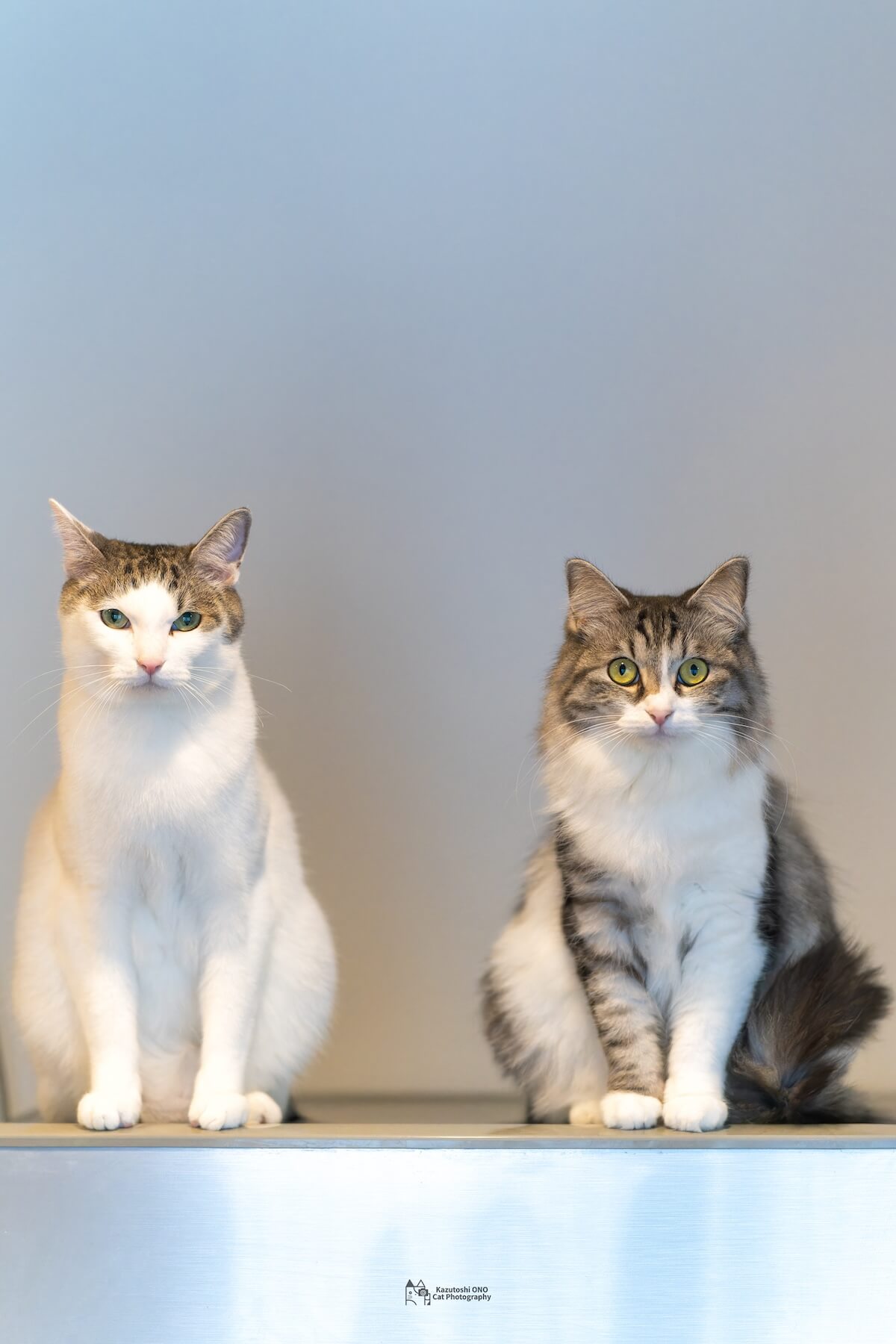 小野一俊さんの愛猫ジン君とウミちゃん