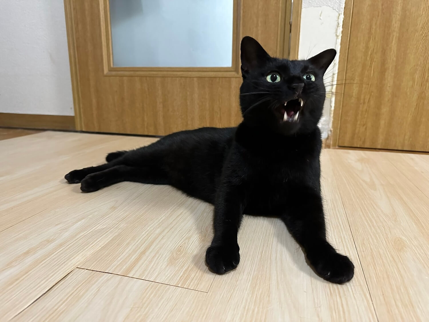 黒猫のくろちゃん