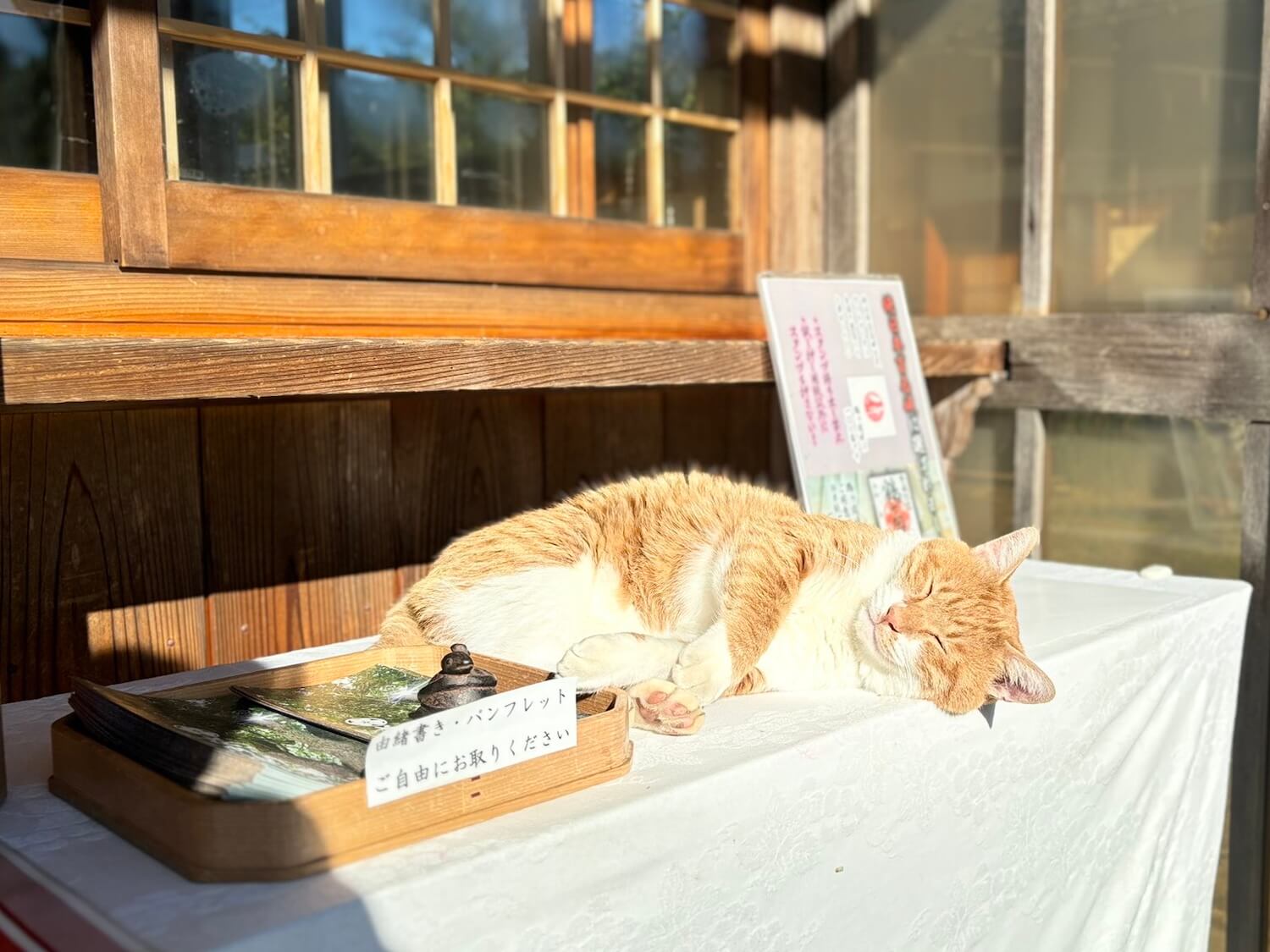 境内で寝転ぶ茶白猫の福丸くん